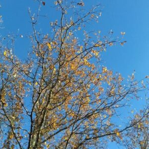 arbre automne ciel bleu