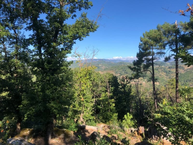 forêt Ardèche méridionale