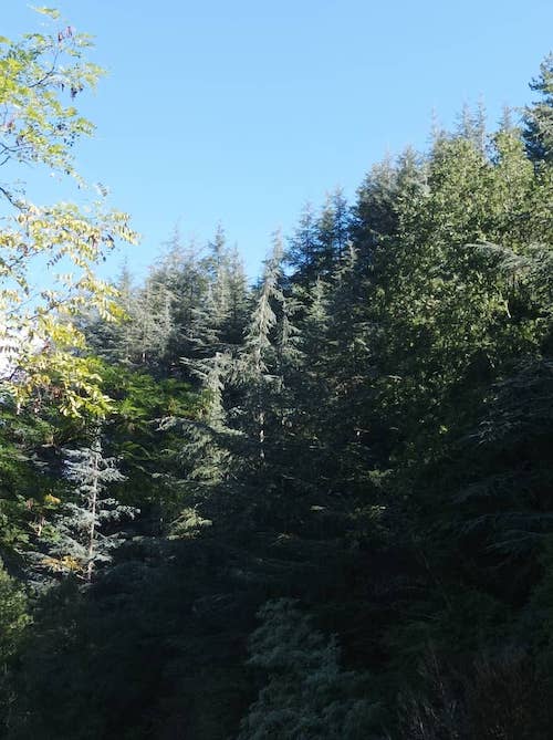 Bain de forêt L'Envolée Boisée